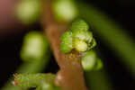 Piedmont marsh elder